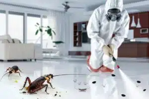 expert anti nuisible 300x200
